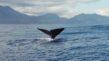 Kaikoura activities