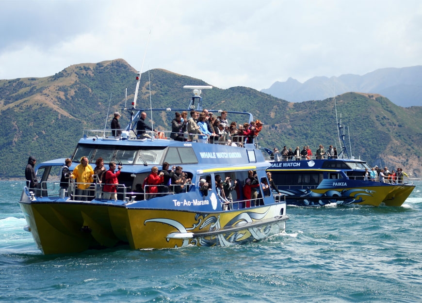 whale watching in Kaikoura